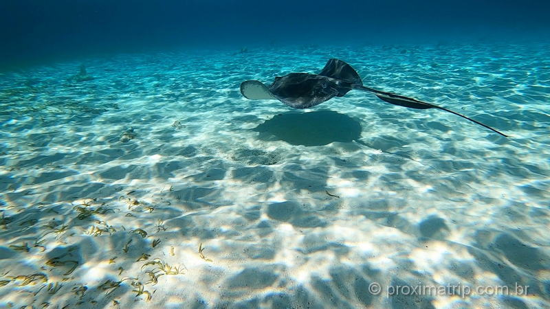 Arraias são vistas com frequência pelos turistas nas Ilhas Cayman