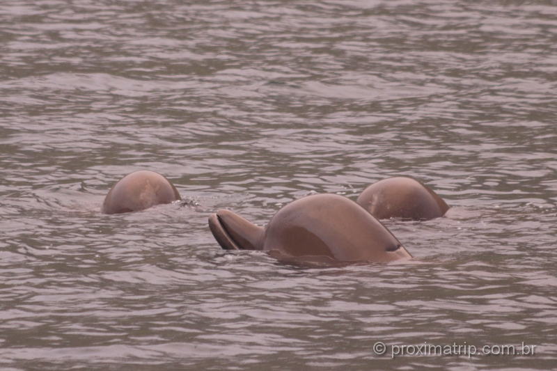 baleias nas águas calmas de um fiorde nas Ilhas Faroé